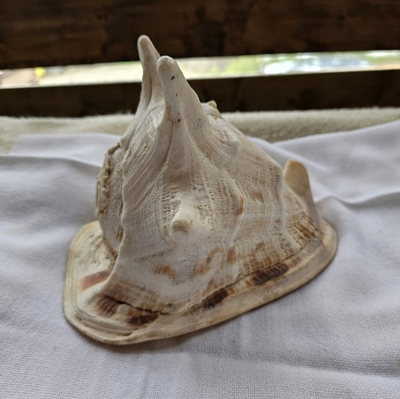 Large Conch Shell - Picture 4 of 6